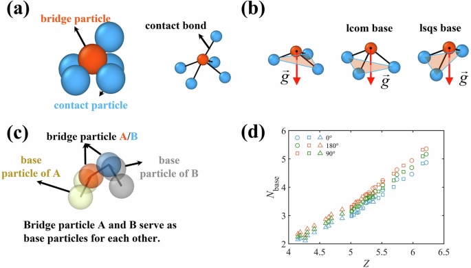 Identifying bridges from asymmetric load-bearing structures in tapped granular packings