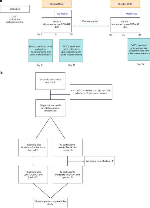 Combining a diet rich in fermentable carbohydrates with metformin improves glycaemic control and reshapes the gut microbiota in people with prediabetes