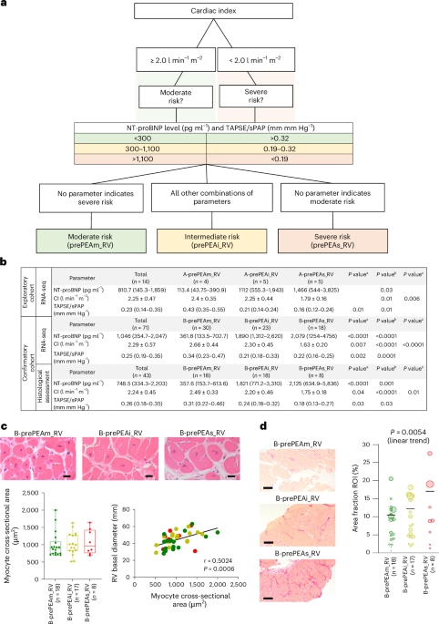 Transcriptional changes of the extracellular matrix in chronic thromboembolic pulmonary hypertension govern right ventricle remodeling and recovery