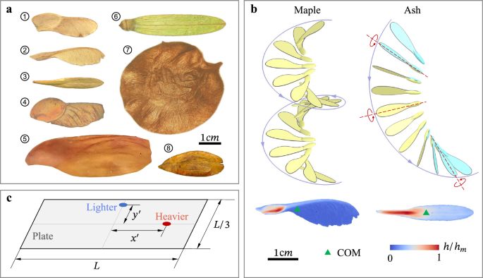 Aerodynamic significance of mass distribution on diverse samara descent behaviors