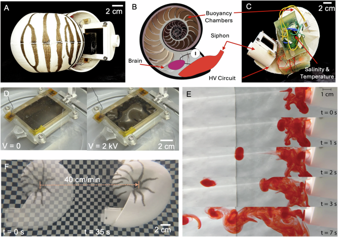 RoboNautilus: a cephalopod-inspired soft robotic siphon for underwater propulsion