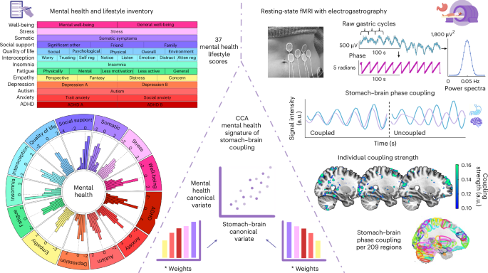 Stomach–brain coupling indexes a dimensional signature of mental health