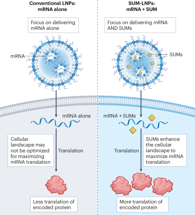 Using ‘supporting molecules’ (SUMs) to improve mRNA LNP therapies