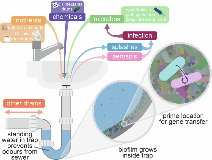 The hospital sink drain microbiome as a melting pot for AMR transmission to nosocomial pathogens