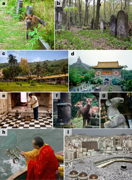 Legacy effects of religion, politics and war on urban evolutionary biology