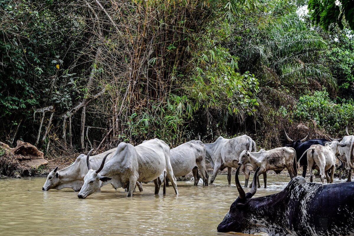 African Parks earns over $7 million from carbon credit sales in Benin and CAR