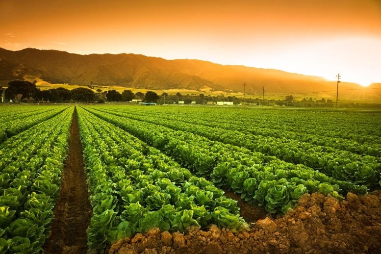 Greener and Cheaper: How Zinc Could Change Farming Forever