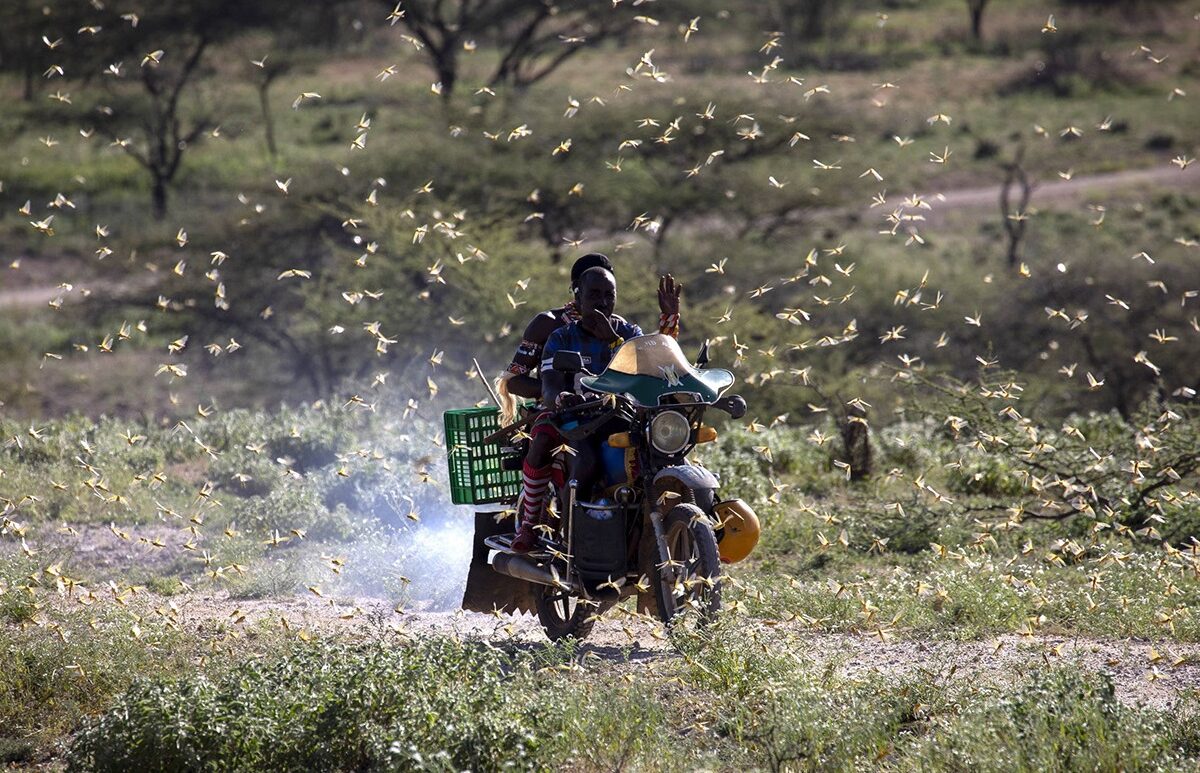 Agencies race to prevent new food crisis as locusts return to northern Africa