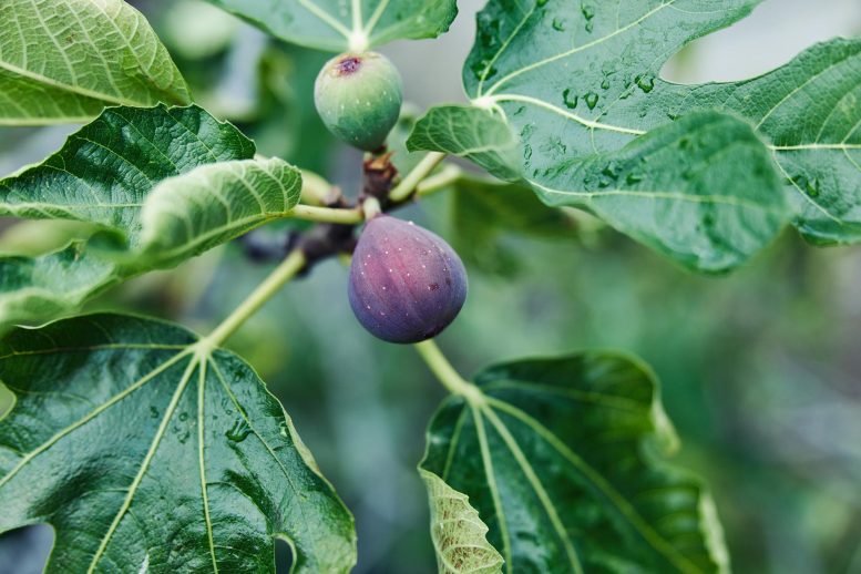 These Fruit Trees Turn CO₂ Into Stone – And Might Just Save the Planet