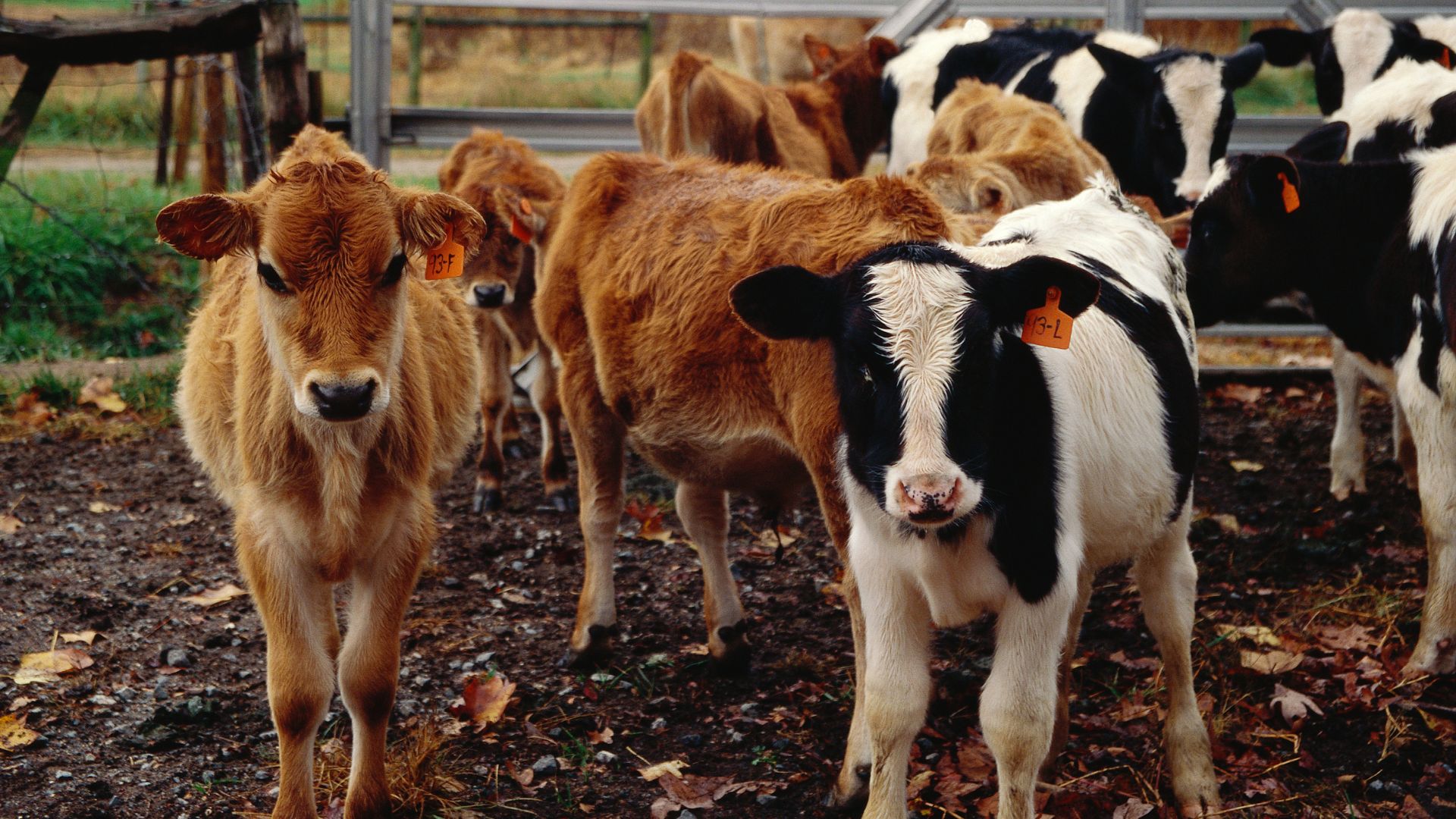‘Milk-stealing’ calves likely spread bird flu in US cows, says study