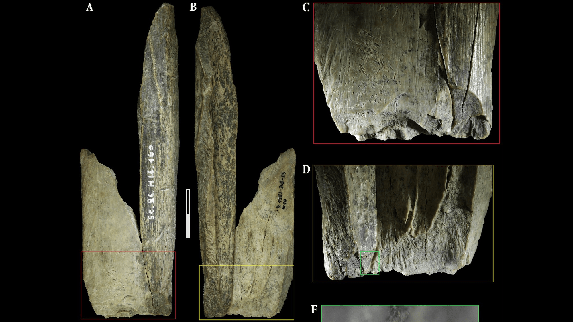 Neanderthals made a ‘Swiss Army knife’ from cave lion bone