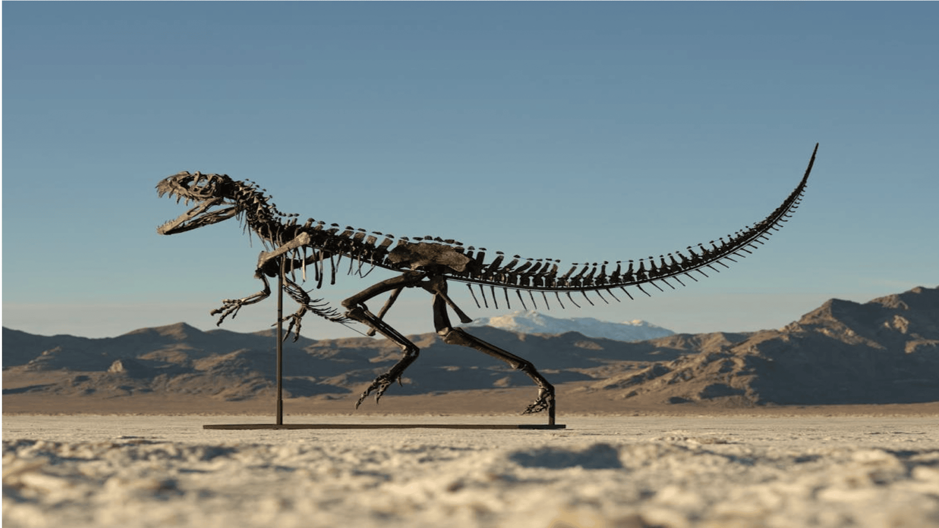 World’s only complete baby dinosaur skeleton to hit auction block