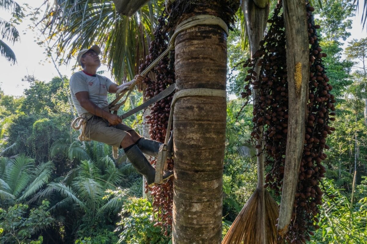 Peru’s Indigenous aguaje harvesters turn to sustainability, but challenges remain