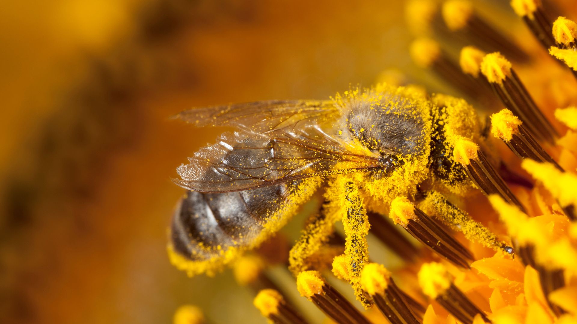 China mind controls spy bees with ‘world’s lightest brain chip’