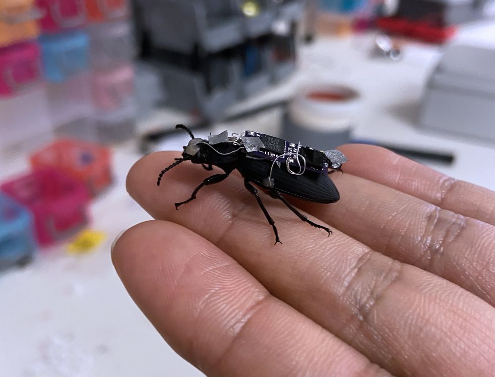 Watch: Cyborg Beetles, Open Source Humanoids, More