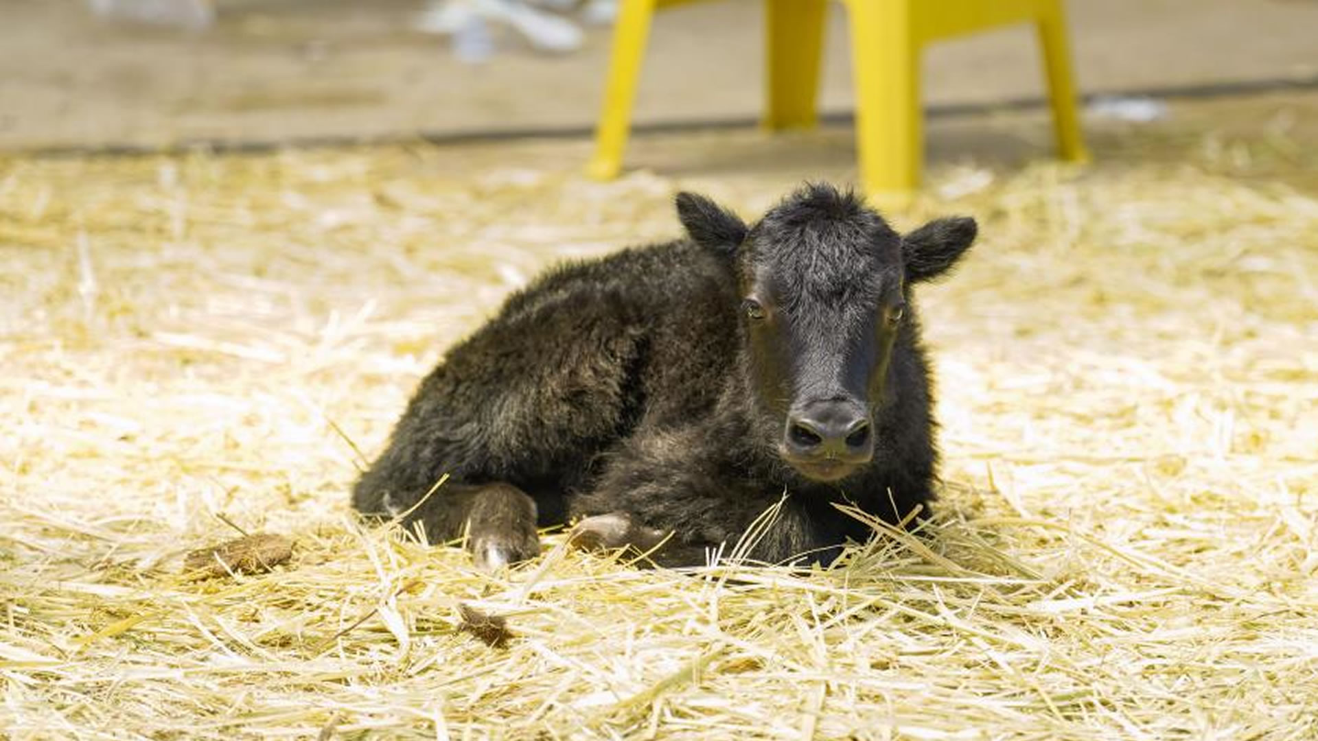 Chinese scientists create world’s first cloned yak in Tibet
