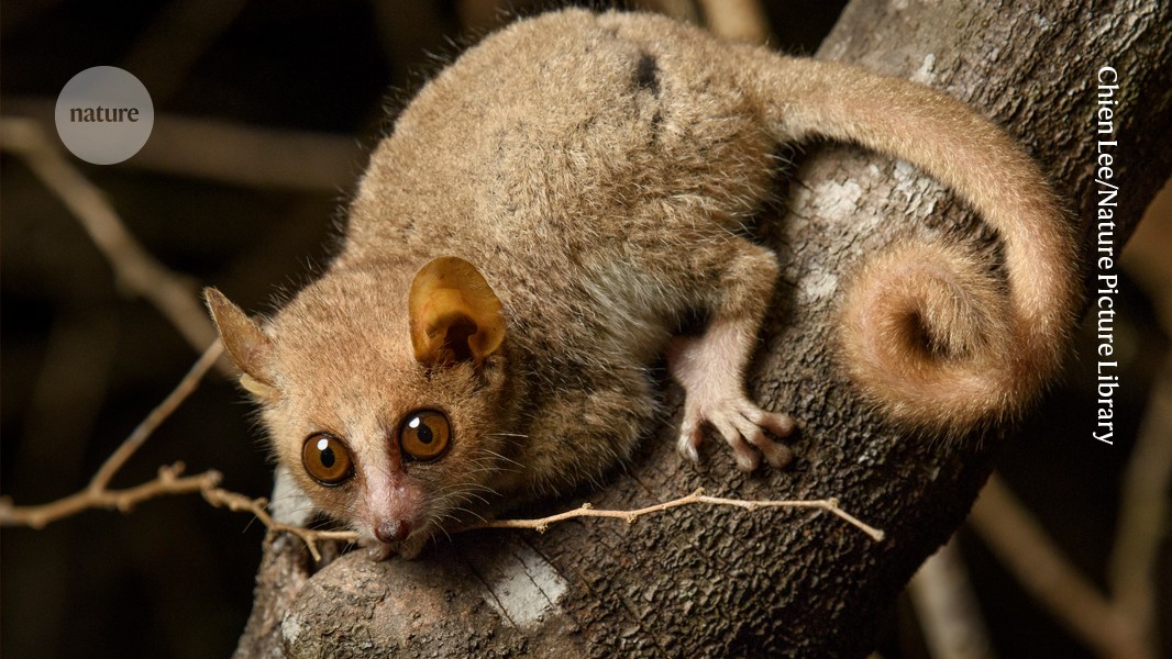 The tiny mouse lemur could make for a mighty model organism