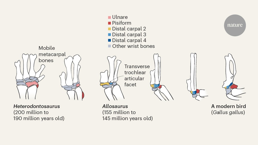 The curious case of how bird wrists evolved