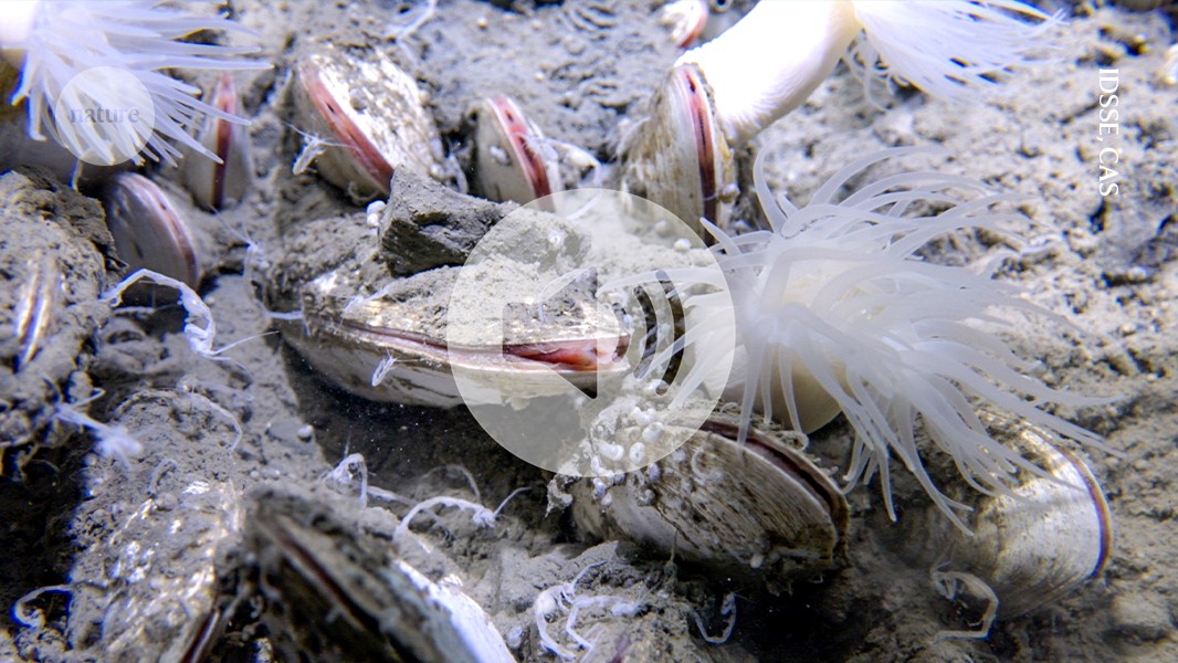 Earth’s deepest ecosystem discovered six miles below the sea