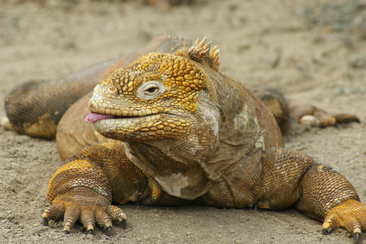 Suspicions surround international legal trade in Galápagos iguanas