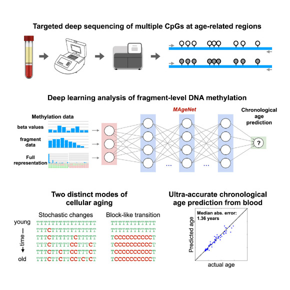 Accurate Age Predictions are Possible Using as Few as 50 DNA Molecules: Study