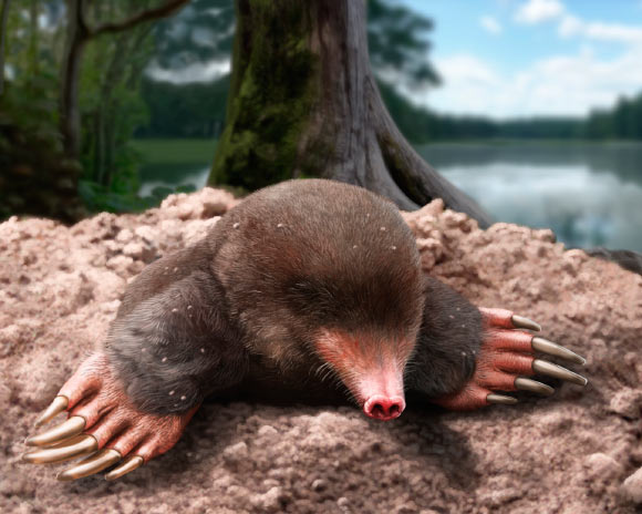 3.25-Million-Year-Old Fossil Identified as New Mole Species