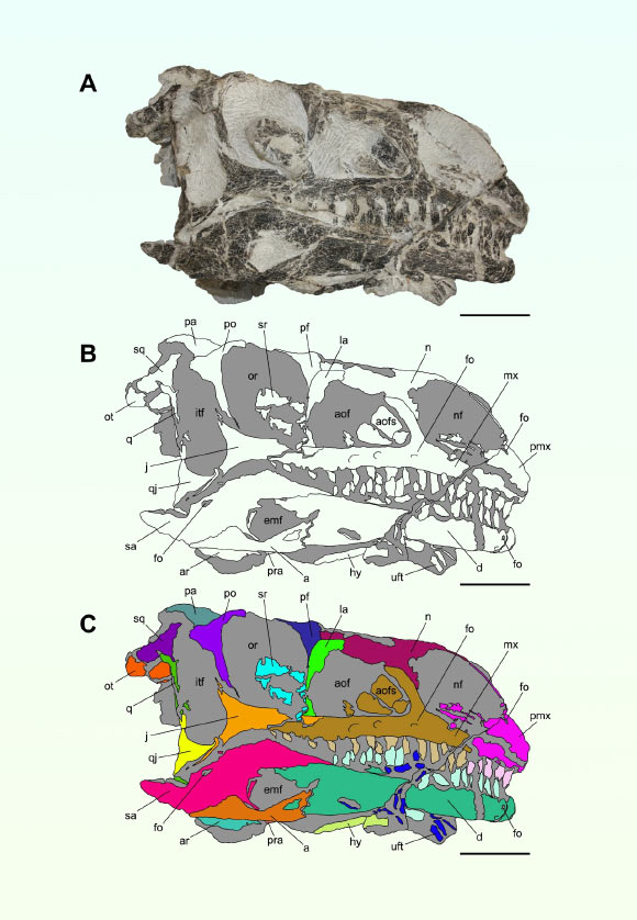 Fossil of Triassic Sauropodomorph Dinosaur Discovered in Switzerland