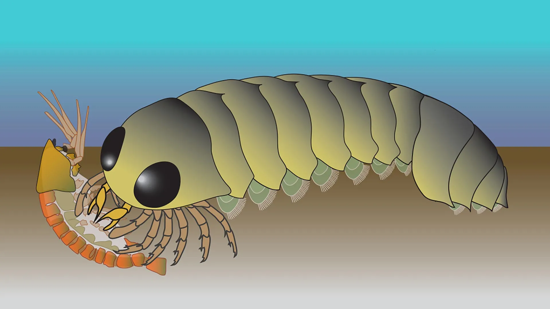 A 500-million-year-old fossil just rewrote the spider origin story
