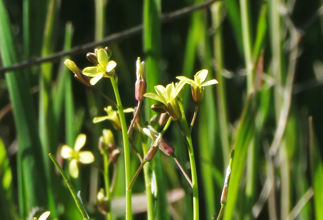 In California, an invasive mustard is destabilizing desert plant communities