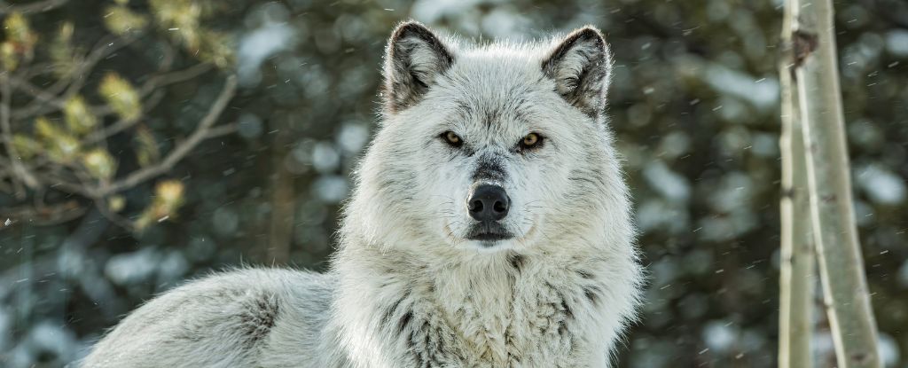 Yellowstone’s Aspen Forests Are Already Responding to The Return of Wolves : ScienceAlert