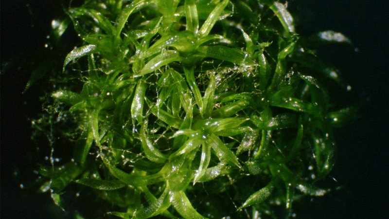 A newly discovered gene helped this moss defy gravity