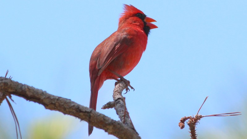 Around the world, birds sing longer in light-polluted areas