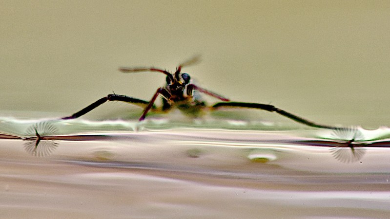 Frilly bug feet inspire a water-striding robot