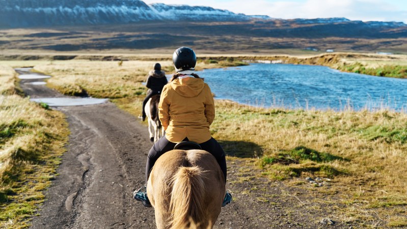 Horses may have become rideable with the help of a genetic mutation
