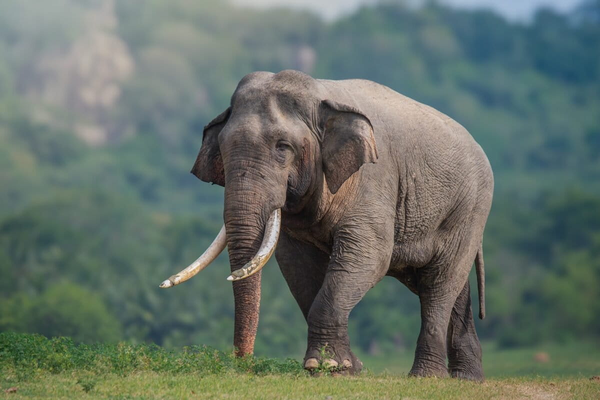 Data debunks spike in Sri Lanka’s elephant killings, points at media hype