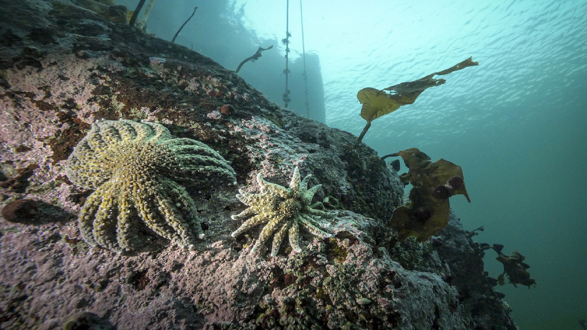 Bacteria found behind Pacific sea star collapse and kelp loss