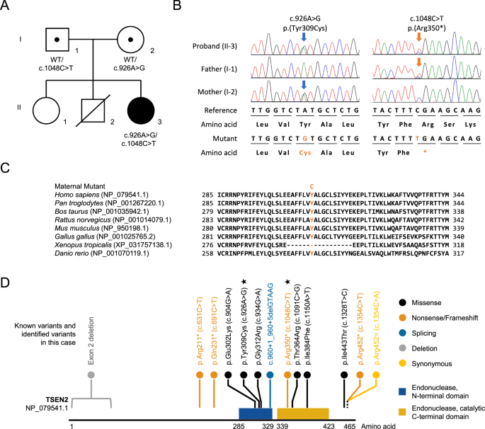 Biallelic TSEN2 variants causing pontocerebellar hypoplasia type 2