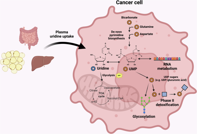 Uridine as a hub in cancer metabolism and RNA biology