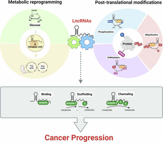 Long noncoding RNAs regulating enzymatic reactions in cancer