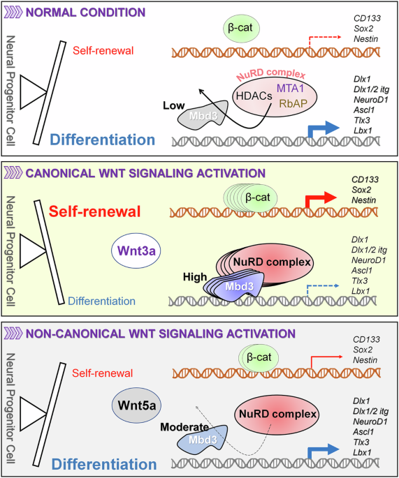 Canonical Wnt signaling regulates Mbd3 protein stability during neurogenesis