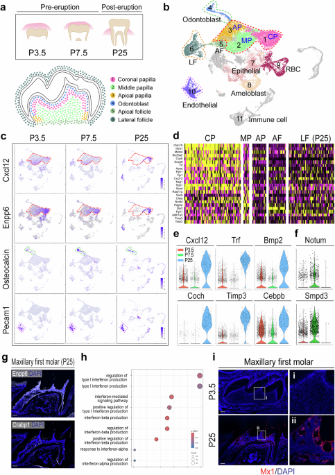 Mx1-labeled pulp progenitor cells are the main contributors of odontoblast and dentin regeneration in murine molars