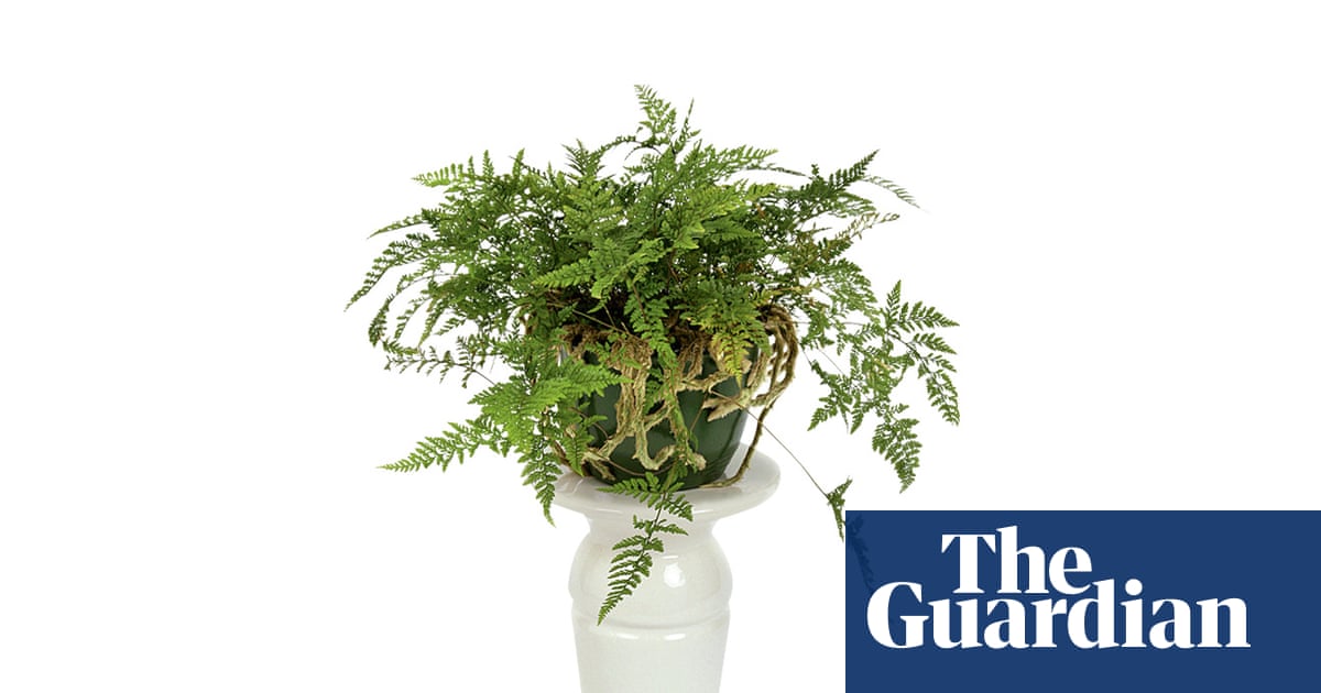 Houseplant clinic: what are the brown lumps on my fern? | Gardening advice