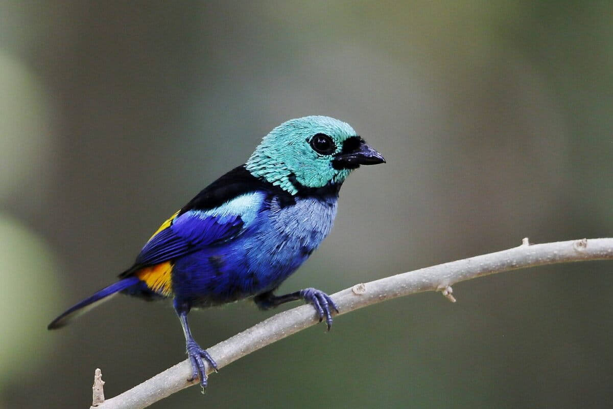 Brazil’s Atlantic Forest still losing ‘large amounts’ of mature forest, despite legal protection