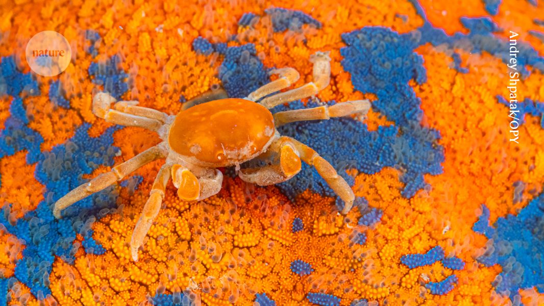 The vibrant colours of a house-hunting crab — August’s best science image