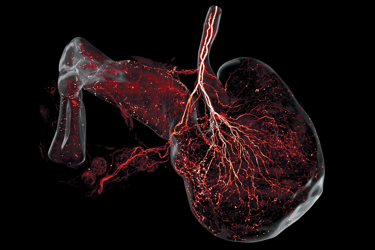 See the First Complete Map of a Mammal’s Peripheral Nervous System in Stunning Detail