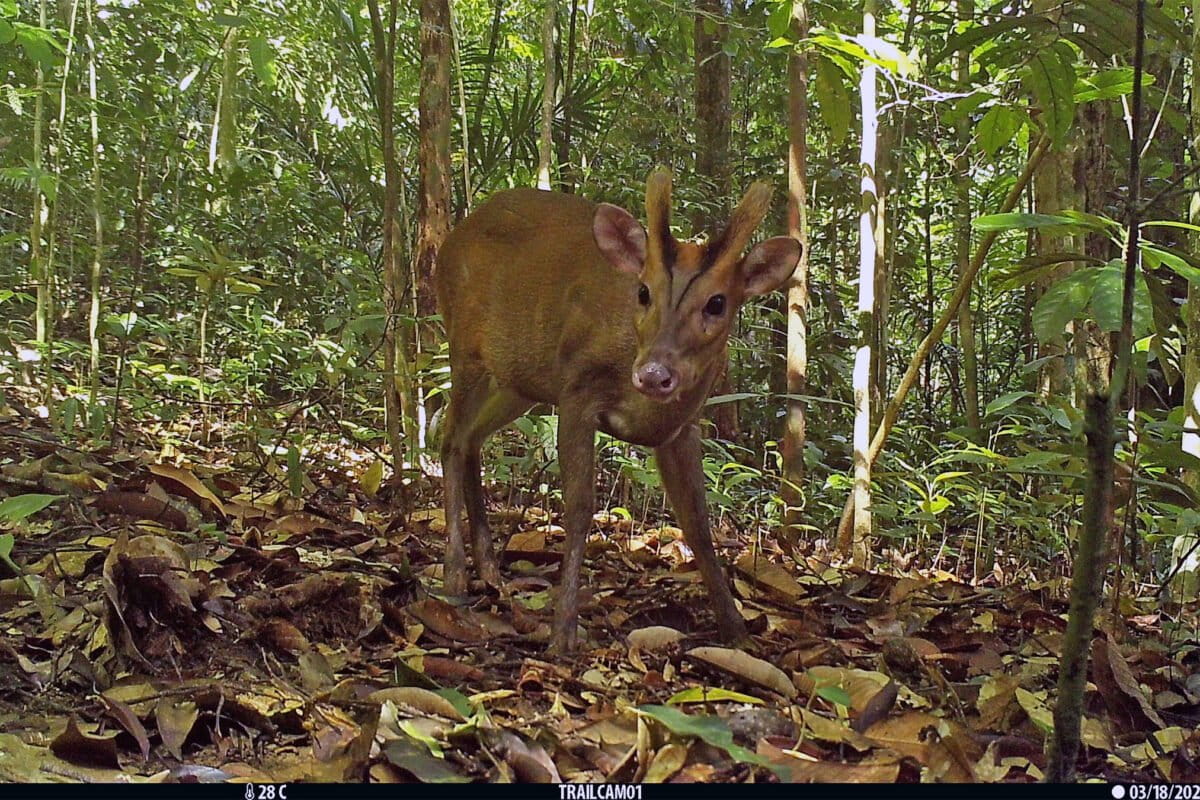 Brunei built Southeast Asia’s longest bridge. What does this mean for wildlife?
