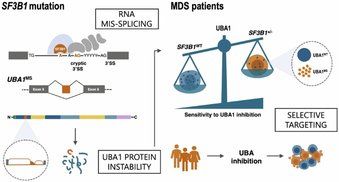 SF3B1-mutant models of RNA mis-splicing uncover UBA1 as a therapeutic target in myelodysplastic neoplasms
