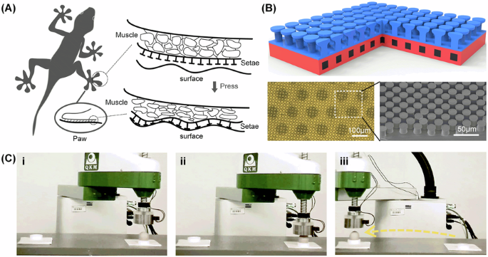 Stable manipulating objects with unknown surface morphology via integration of magnetic artificial muscle and adhesive structures