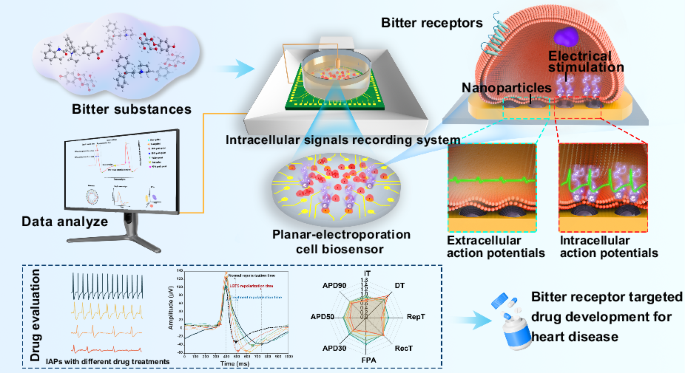 Planar-electroporated cell biosensor for investigating potential therapeutic effects of ectopic bitter receptors