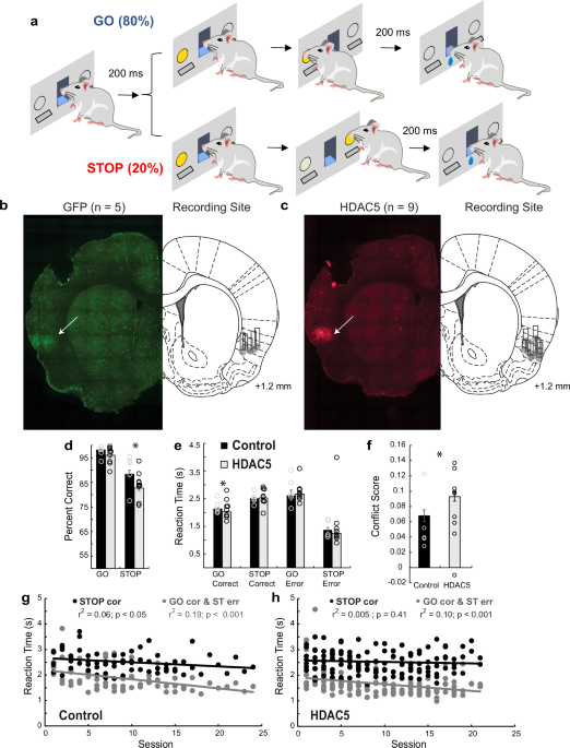 Epigenetic manipulation of anterior insular cortex alters neural signals and cognitive control